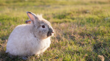 Rabbit in grass field in nautre. Bunny play lively in forest in sunset safely.