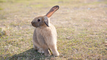 Rabbit in green field and farm way. Lovely and lively bunny in nature with happiness. Young rabbit in forest.