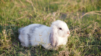 Rabbit in green field and farm way. Lovely and lively bunny in nature with happiness. Young rabbit in forest.