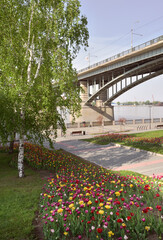 Tulips on the embankment in Novosibirsk. Colorful flowerbeds blooming in spring, an arched road bridge over the Ob River. Siberia, Russia