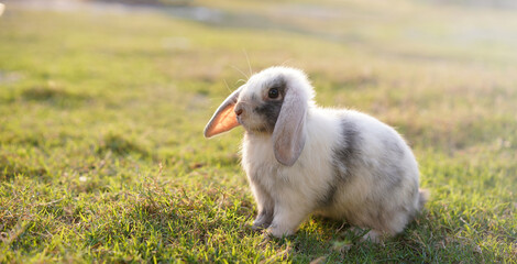 Rabbit in green field and farm way. Lovely and lively bunny in nature with happiness. Young rabbit in forest.