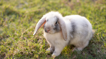 Rabbit in green field and farm way. Lovely and lively bunny in nature with happiness. Young rabbit in forest.