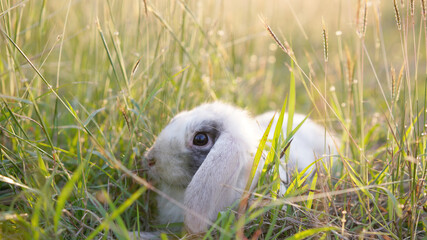 Rabbit in green field and farm way. Lovely and lively bunny in nature with happiness. Young rabbit in forest.