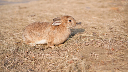 Rabbit in grass field in nautre. Bunny plaay lively in forest in sunset safely.