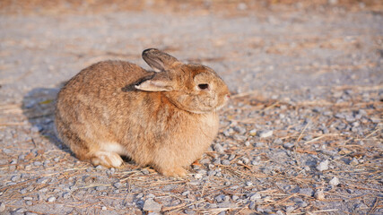Rabbit in grass field in nautre. Bunny plaay lively in forest in sunset safely.