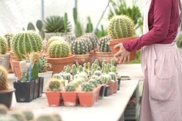 Woman farmer in cactus farm.  Smart farmer sells cactus with smartphone by online market. Woman in red T-shirt and apron.