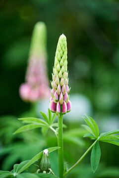 gorgeous lupine flower grows in the country