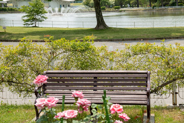 初夏の公園の薔薇とベンチ