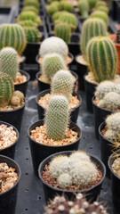 Cacti, dessert plant in many type and shape with it needle as leaf. Variety cactus in pot and garden. Succulent plant grow dry area