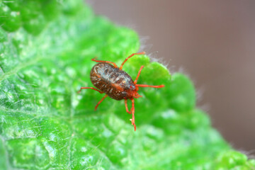 A tick mite in green leaves, North China