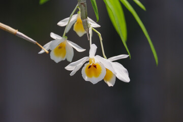 Dendrobium bensoniae orchids flower close up in nature.  beautiful white Orchids in botanic garden