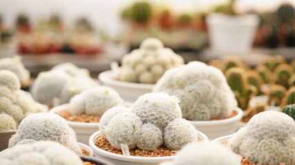 Cacti, dessert plant in many type and shape with it needle as leaf. Variety cactus in pot and garden. Succulent plant grow dry area
