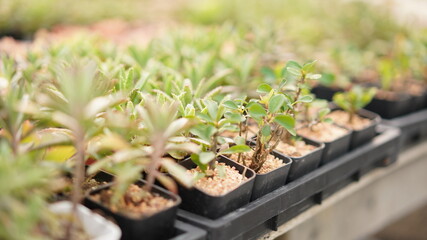 Cacti, dessert plant in many type and shape with it needle as leaf. Variety cactus in pot and garden. Succulent plant grow dry area