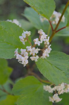 viburnum white flower blooms 