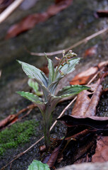 Crepidium ovalisepalum. close up wild orchid in ther rainforest