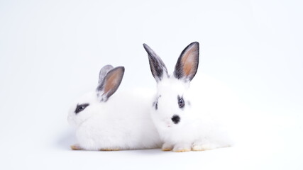 Baby white and black dot rabbit on white background. Cute little bunny as lovely pet.