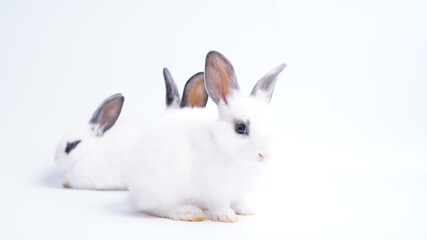 Baby white and black dot rabbit on white background. Cute little bunny as lovely pet.