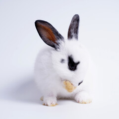 Baby white and black dot rabbit on white background. Cute little bunny as lovely pet.