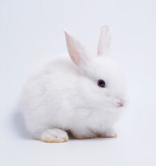 Baby white and black dot rabbit on white background. Cute little bunny as lovely pet.