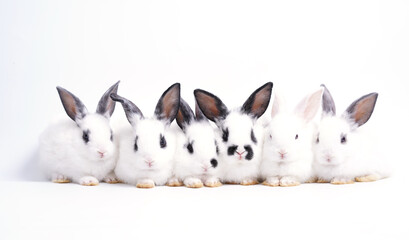 Baby white and black dot rabbit on white background. Cute little bunny as lovely pet.