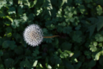 dandelion seeds in green field