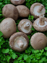 신선한 유기농 채소 표고버섯 
