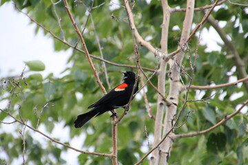 Calling From The Tree, Pylypow Wetlands, Edmonton, Alberta