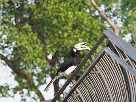 サイチョウ Images Browse 164 Stock Photos Vectors And Video Adobe Stock