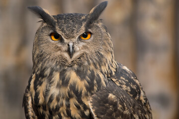 horned owl ready to fly and hunt