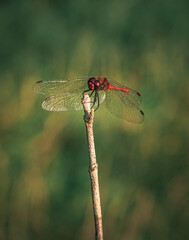 Dragonfly