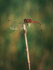 Dragonfly