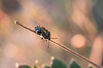 Insect