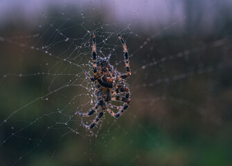 Spider