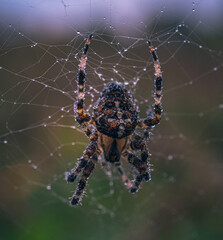 Spider
