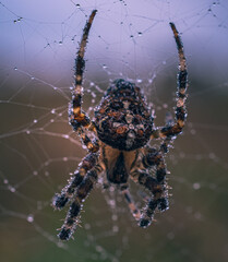Spider