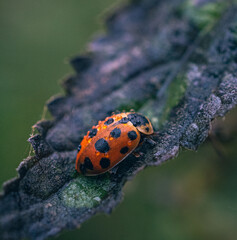 Ladybug
