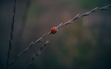 Ladybug