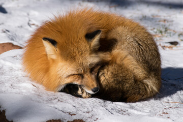 red fox in snow sleeping