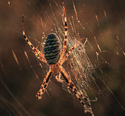 Spider