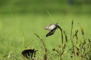 Indian black and white colored Butterflies during morning sunshine in coorg, Karnataka. 