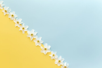 Summertime concept on yellow and blue background with flower heads of daffodil