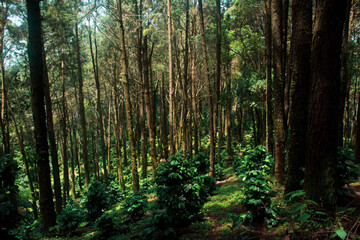 Natural forests and various trees that are full of greenery.