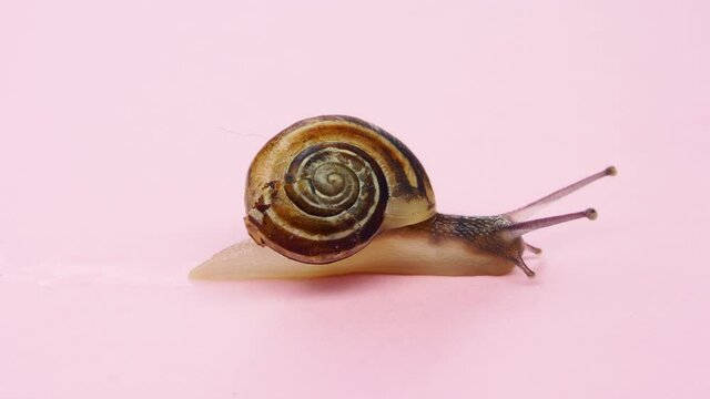 Close-up of a small snail on pink background.4K macro detail