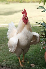 White rooster chicken stands on green grass