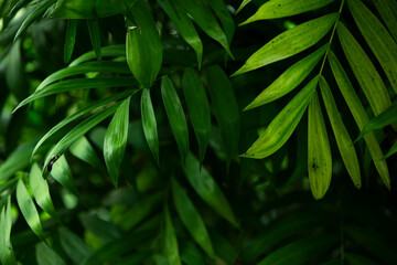 close up of green leaves