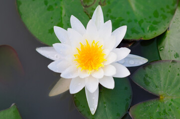 Attractive Wet White Water Lily