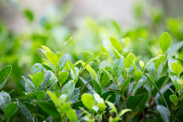 Obraz premium close up of green gleaves