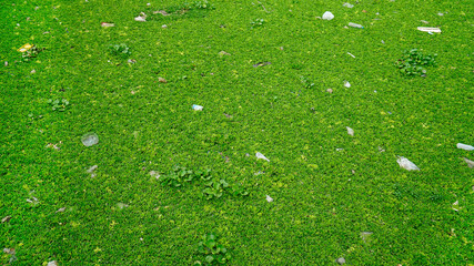 Floating dense green water hyacinth with dirty waste in river, because people throw garbage into...