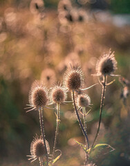 Obraz premium Wild flowers