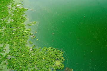 Floating green water hyacinth in water river                                 